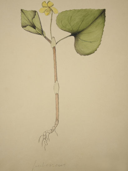 Viola_14